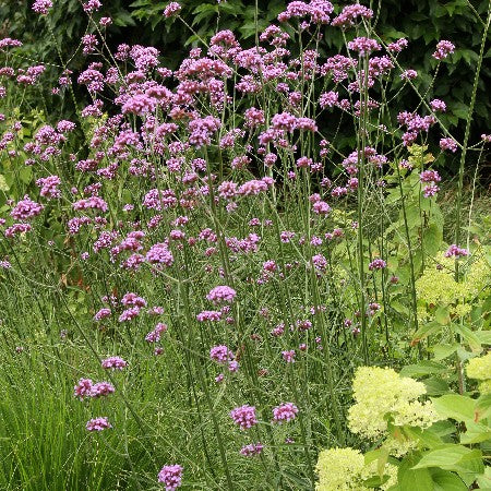 Jätteverbena 'Violet Blue' - 3 plantor