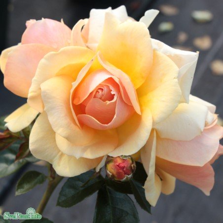 Floribundaros 'Hansestadt Rostock' 1-pack barrotad