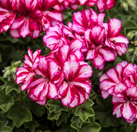 Hängpelargon 'Toscana Nixe' 3st sticklingar