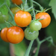 Körsbärstomat 'Sungold Orange' 10,5cm kruka