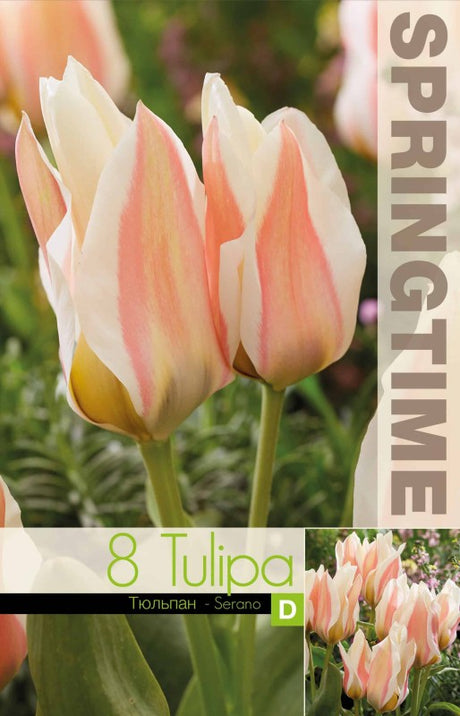 Multi Flowering Tulpan 'Serano' 8st