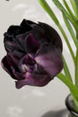 Dubbel Sen Tulpan 'Black Hero' 8st