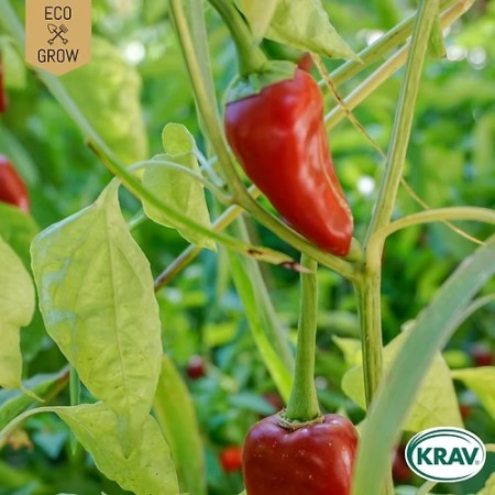 Snackpaprika 'Piquillo' KRAV-märkt