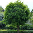 Klotrobinia 'Umbraculifera' Sh 100-120 co