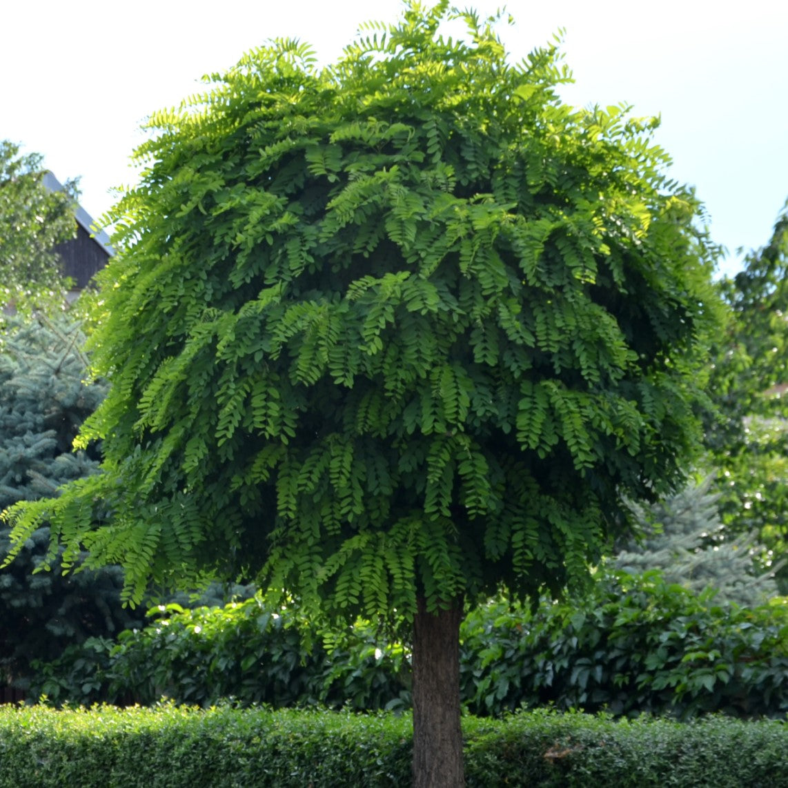 Klotrobinia 'Umbraculifera' Sh 100-120 co