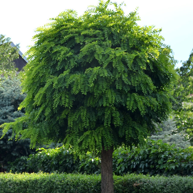 Klotrobinia 'Umbraculifera' Sh 100-120 co