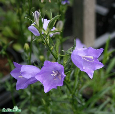 Stor blåklocka 'Coerulea' 9cm kruka