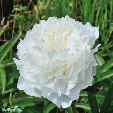 Luktpion 'Marie Lemoine' 1st barrotad