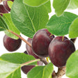 Plommon 'Jubileum' E co