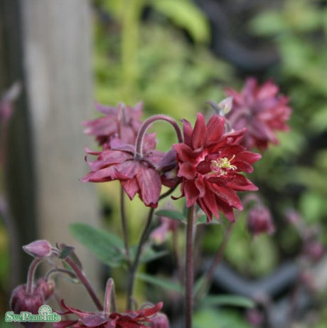 Akleja 'Bordeaux Barlow' 1st barrotad