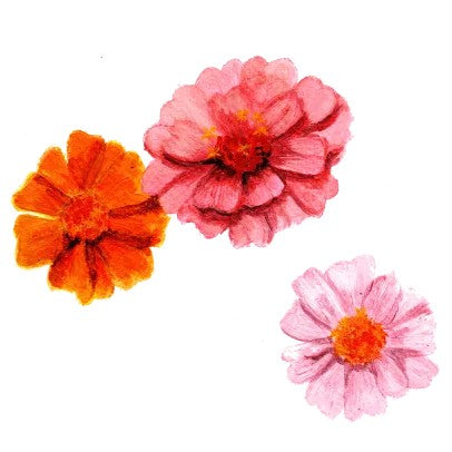 Zinnia 'Tummelisa' Svenskodlat frö