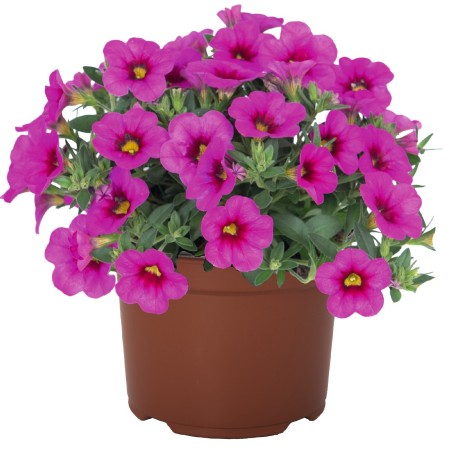 Minipetunia 'Aloha Kona Hot Pink' - 3 plantor