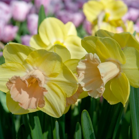 Narciss 'Lorikeet' 5st