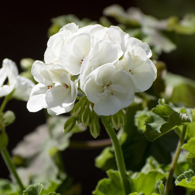 Zonalpelargon 'Sunrise Paloma' 3st sticklingar