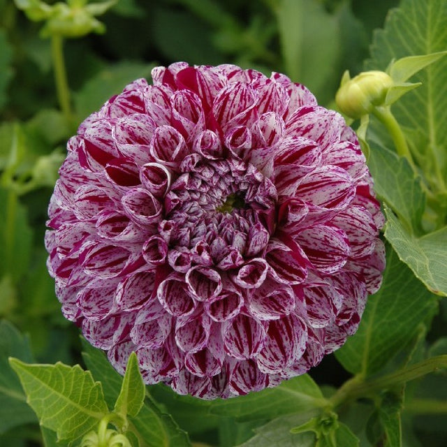 Pompon Dahlia 'Marble Ball' 1st