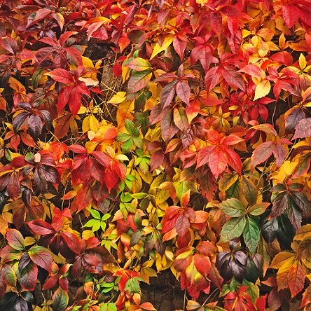 Rådhusvin 'Veitchii' co 10-pack