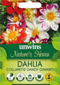 Sommardahlia 'Collarette Dandy Mix'