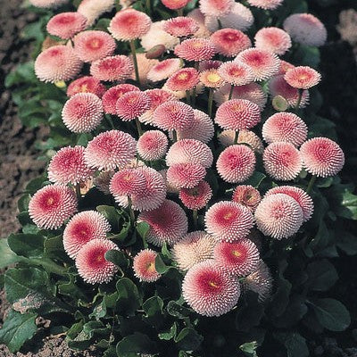 Tusensköna 'Strawberries & Cream' 12cm kruka