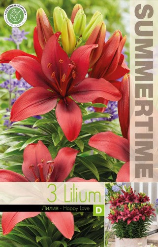 Lilja för kruka 'Happy Love' 3st