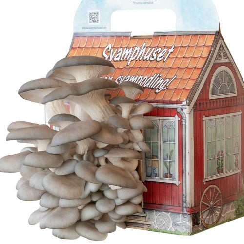 Svamphus Grå ostronskivling