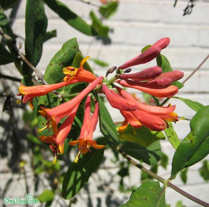 Eldkaprifol 'Dropmore Scarlet' co 5-pack