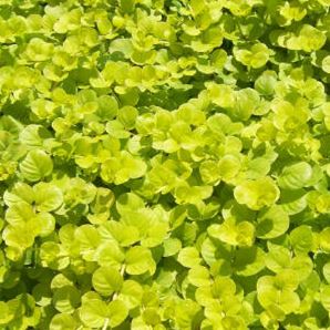 Penningblad 'Goldilocks' 12cm kruka