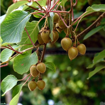 Kiwi 'Jenny' 5-pack i kruka