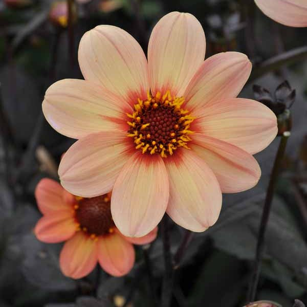 Enkelblommande Dahlia 'HS First Love' 1st