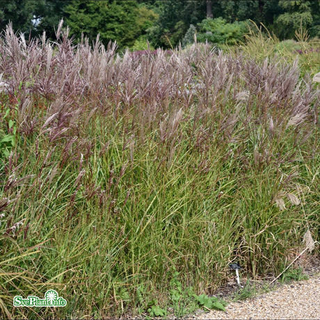 Glansmiskantus  'Ferner Osten' 5l kruka
