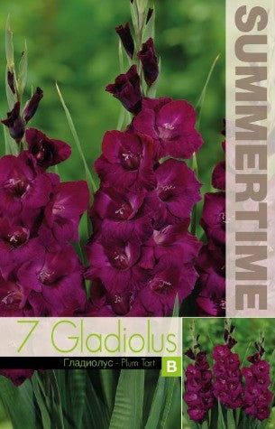 Gladiolus 'Plum tart' 7st