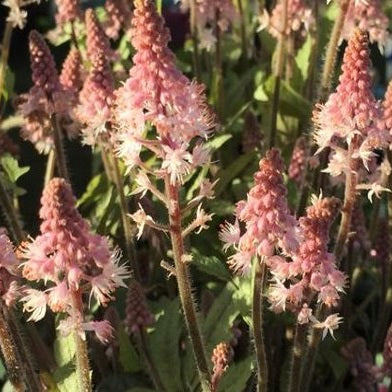 Spetsmössa 'Pink Torch'