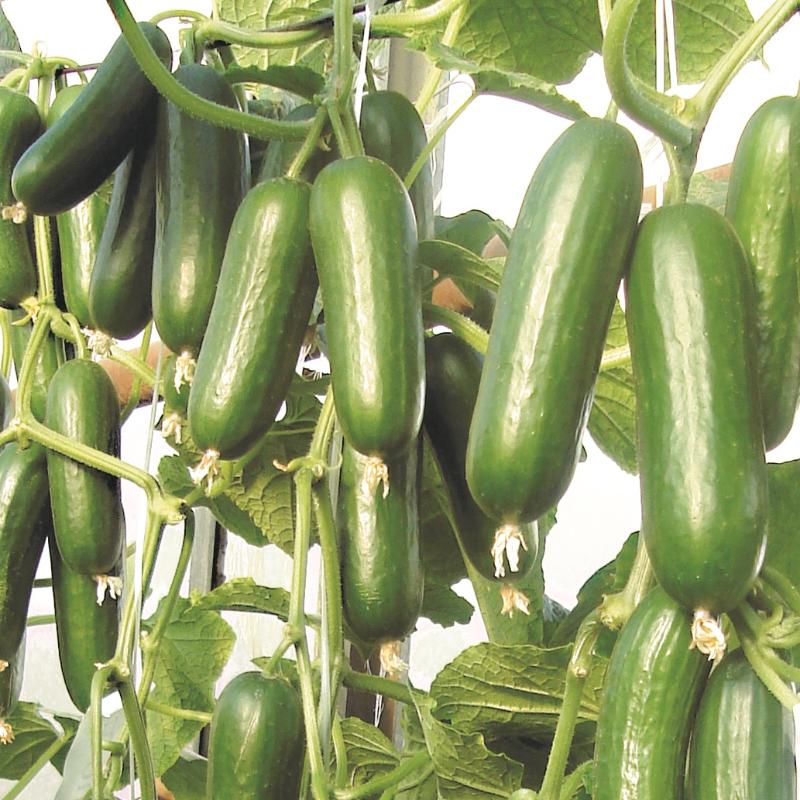 Växthusgurka 'Picolino' F1 yrkesodlarfrö