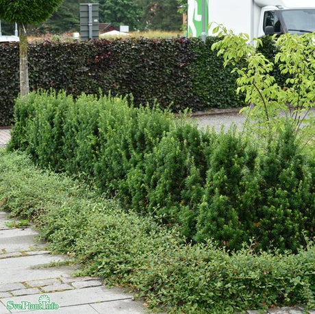 Hybrididegran 'Hillii'' 100-pack 1L