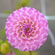 Pompon Dahlia 'Zippity do da' 1st