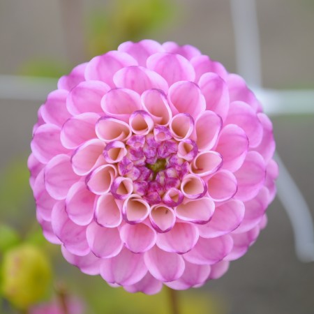 Pompon Dahlia 'Zippity do da' 1st