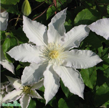 Klematis 'Gladys Picard' 5-pack