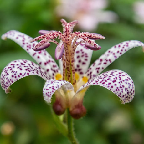 Skugglilja 'Purple Beauty' 3st barrotad