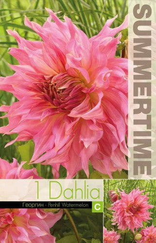 Dekorativ Dahlia 'Penhill Watermelon' 1st