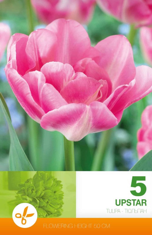 Dubbel Sen Tulpan 'Upstar' 5st
