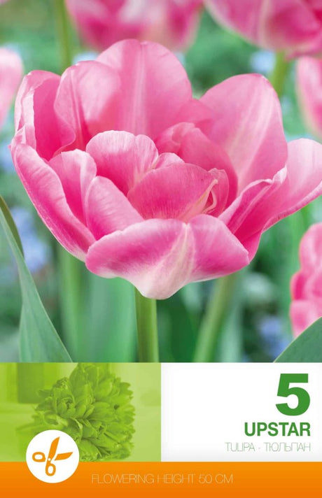 Dubbel Sen Tulpan 'Upstar' 5st