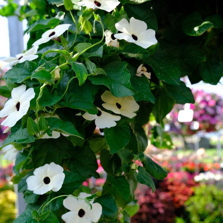 Svartöga 'Amera White' 10,5cm kruka