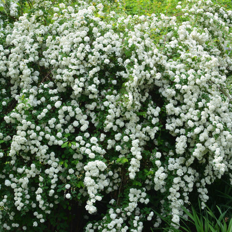 Bukettspirea 10-p barrotad 50-80cm