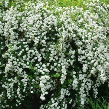Bukettspirea 100-p barrotad 50-80cm