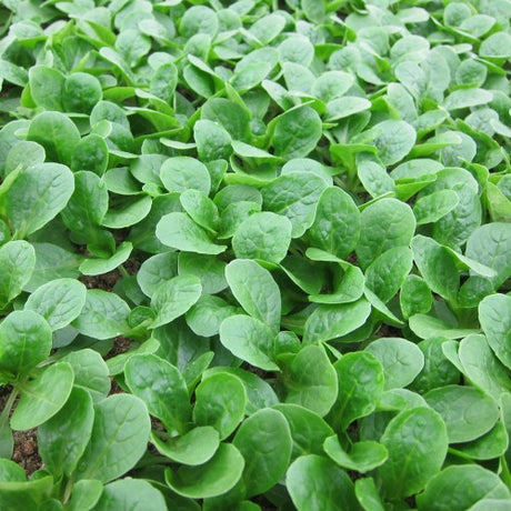 Vintersallat 'Bonvita' Frö