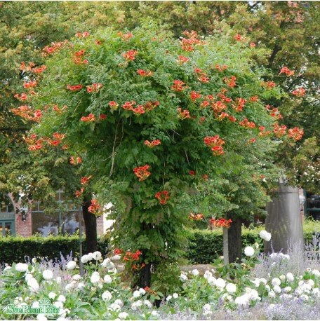 Trumpetranka co 5-pack