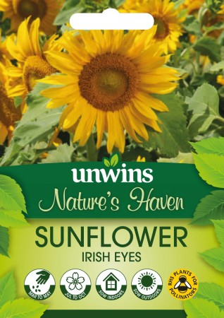 Solros 'Irish Eyes'