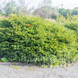 Fågelbogran 'Nidiformis' 25-30 co