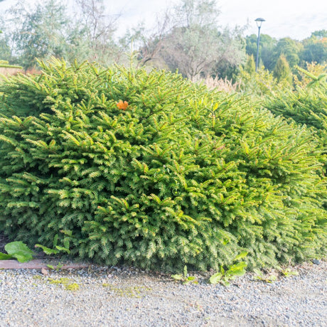 Fågelbogran 'Nidiformis' 25-30 co
