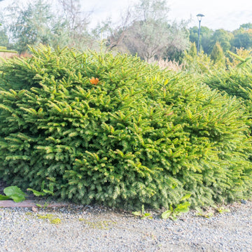 Fågelbogran 'Nidiformis' 25-30 co 3-pack