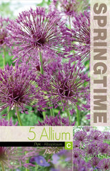 Allium, Stäpplök 'Albopilosum' 5st